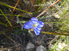 Heliophila linearis linearis