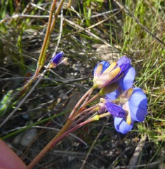 Heliophila linearis linearis
