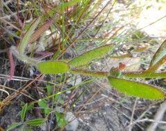 Heliophila linearis linearis