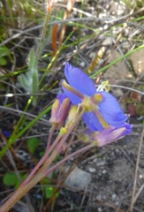 Heliophila linearis linearis