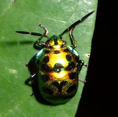 Chrysocoris eques