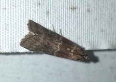 Euzophera ostricolorella