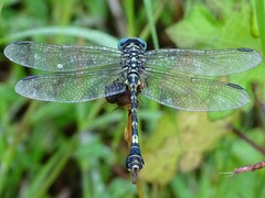 Paragomphus lineatus