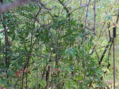 Melaleuca comboynensis