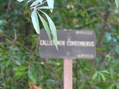 Melaleuca comboynensis