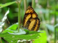 Pantoporia