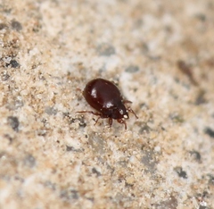 Phauloppia lucorum