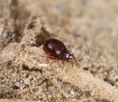 Phauloppia lucorum