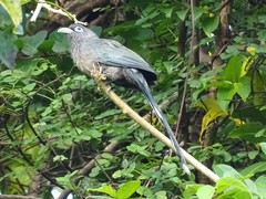 Phaenicophaeus viridirostris