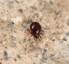 Phauloppia lucorum