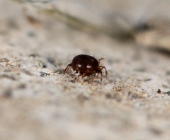 Phauloppia lucorum