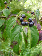 Sphaerulina cornicola