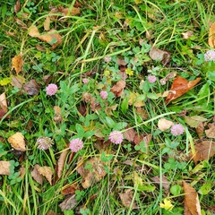 Trifolium pratense