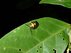 Chrysocoris eques