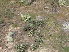 Vittadinia australis