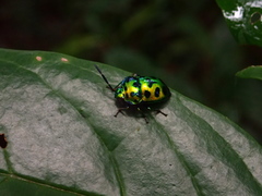 Chrysocoris eques