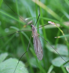 Tipula pagana