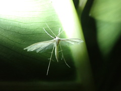 Pterophorus