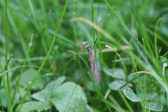 Tipula pagana