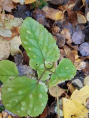 Puccinia aegopodii