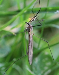 Tipula pagana