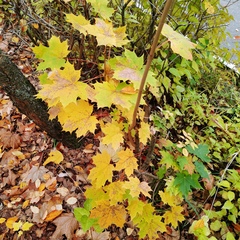 Acer platanoides