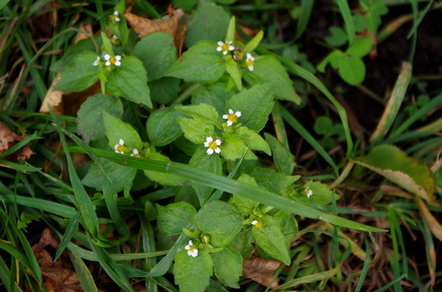 shaggy soldier (Galinsoga quadriradiata)