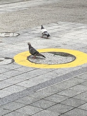 Columba livia domestica