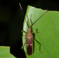 Homoeocerus meniscus