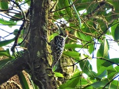 Leiopicus mahrattensis