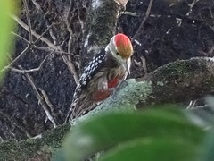 Leiopicus mahrattensis