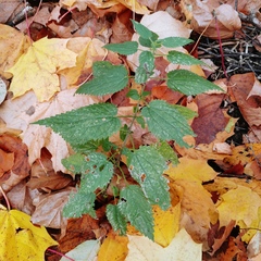 Urtica dioica