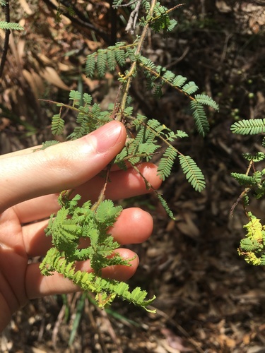 Image of Acacia pubescens by (c) Thomas Mesaglio, some rights reserved (CC BY)