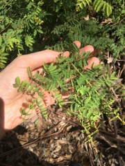 Acacia pubescens