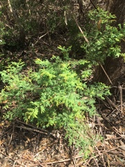 Acacia pubescens