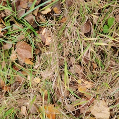 Poaceae