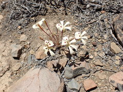Pelargonium nervifolium