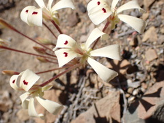 Pelargonium nervifolium