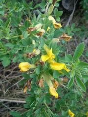 Chamaecytisus