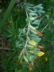 Chamaecytisus