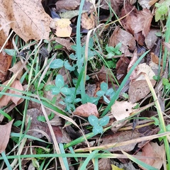 Trifolium repens