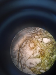 Cylindrospermum licheniforme