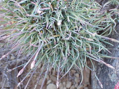 Dianthus namaensis