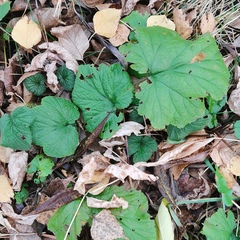 Geum