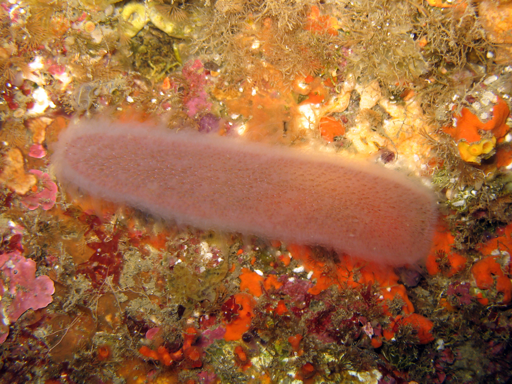 Pyrosomes