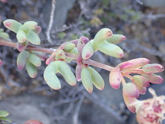 Leipoldtia schultzei