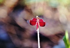 Neurothemis papuensis
