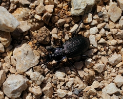 Carabus rossii