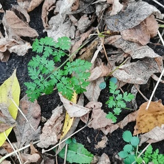 Anthriscus sylvestris