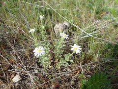 Vittadinia australis